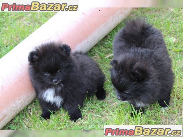 Pomeranian štenata na prodej s PP – fotografie 1