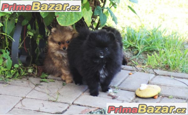 Pomeranian štenata na prodej s PP – fotografie 2