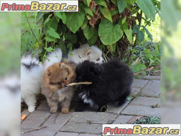 Pomeranian štenata na prodej s PP – fotografie 3