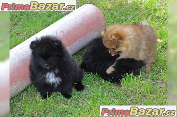 Pomeranian štenata na prodej s PP – fotografie 4