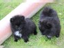 Pomeranian štenata na prodej s PP