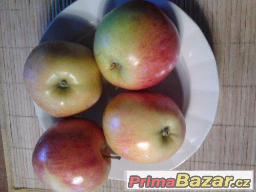 Jablka - brambory - cibule - česnek - Chřibská – fotografie 1