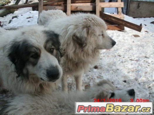 Pyrenejský horský pes – fotografie 4