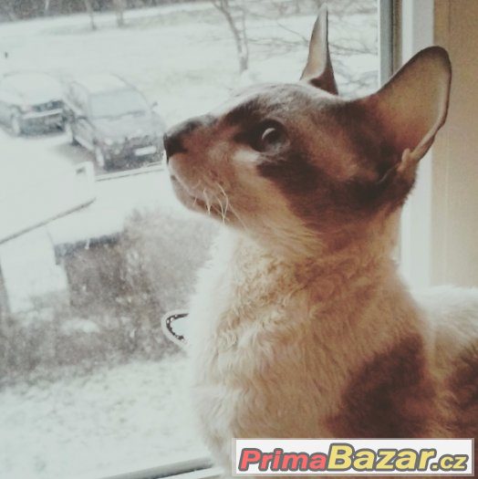 Kocour Cornish Rex s pp ke krytí – fotografie 2