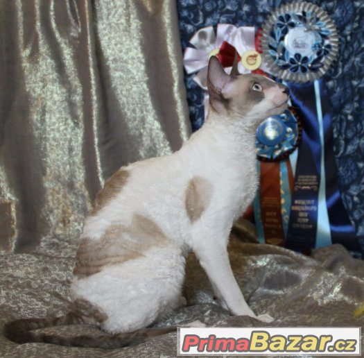 Kocour Cornish Rex s pp ke krytí – fotografie 3