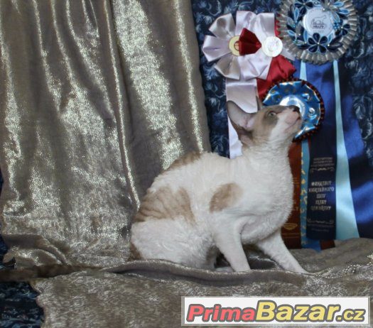 Kocour Cornish Rex s pp ke krytí – fotografie 5