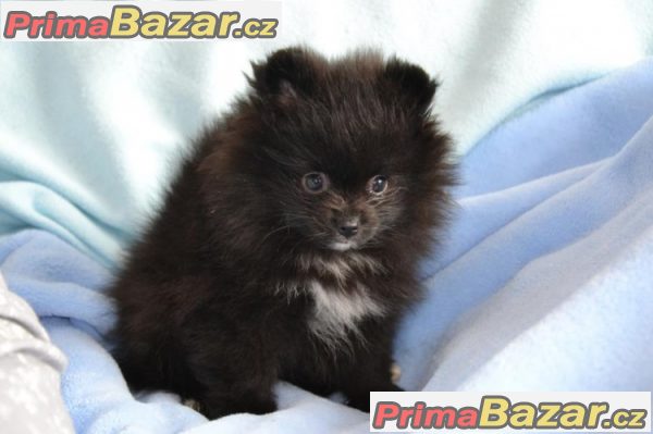 Trpaslicí špic/Pomeranian na prodej s PP – fotografie 2