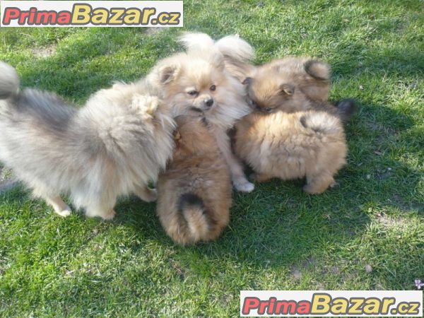 Trpaslicí špic/Pomeranian na prodej s PP – fotografie 4