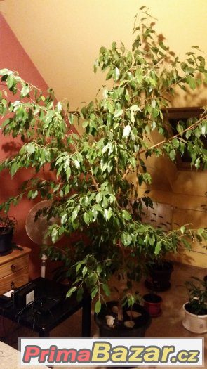 Ficus benjamina – fotografie 2