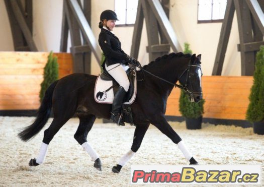 DIAMANT 424, Connemara PONY , AP ČSP - připouštění – fotografie 1