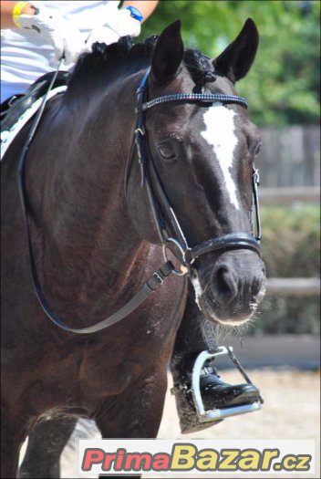 DIAMANT 424, Connemara PONY , AP ČSP - připouštění – fotografie 3