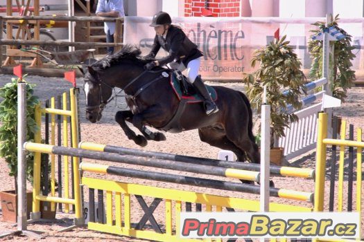 DIAMANT 424, Connemara PONY , AP ČSP - připouštění – fotografie 4