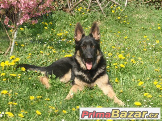 Krytí NO – fotografie 3