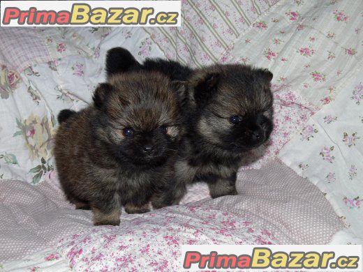 Nemecký špic malý, trpaslicí /pomeranian – fotografie 1
