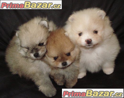 Nemecký špic malý, trpaslicí /pomeranian – fotografie 3