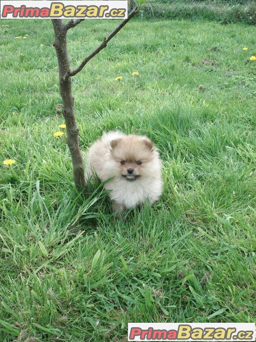 Nemecký špic malý, trpaslicí /pomeranian – fotografie 4