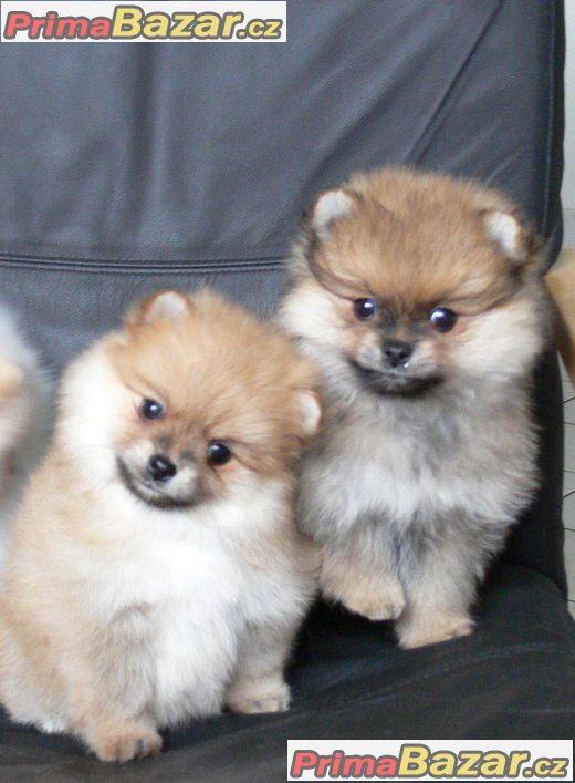Trpaslicí špic/Pomeranian – fotografie 1