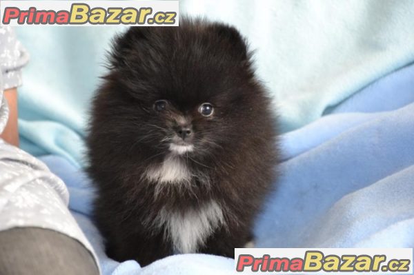 Trpaslicí špic/Pomeranian – fotografie 2