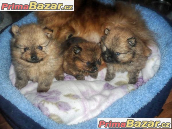 Trpaslicí špic/Pomeranian – fotografie 3