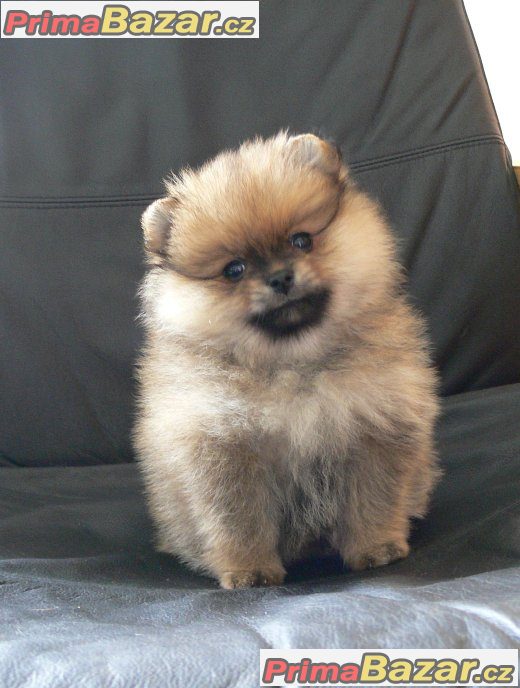 Trpaslicí špic/Pomeranian – fotografie 4