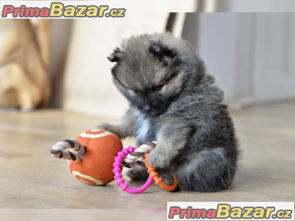 Pomeranian / Nemecký špic trpaslicí – fotografie 1