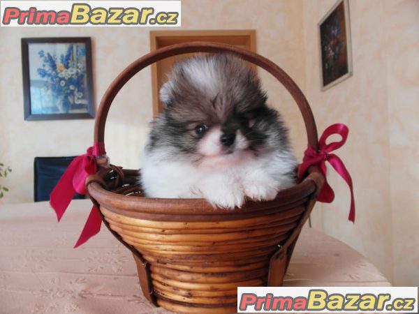 Pomeranian / Nemecký špic trpaslicí – fotografie 4