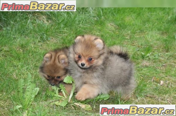 Nemecký trpaslicí špic/pomeranian – fotografie 2