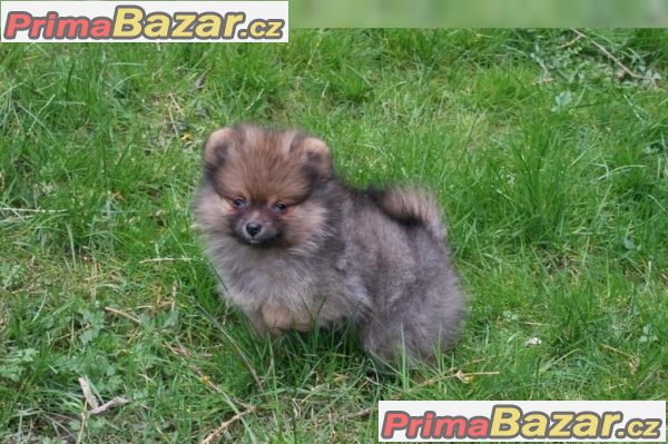 Nemecký trpaslicí špic/pomeranian – fotografie 3