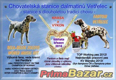 DALMATIN - ŠTĚŇÁTKA – fotografie 1