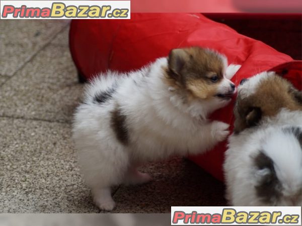 Pomeranian štenata – fotografie 1
