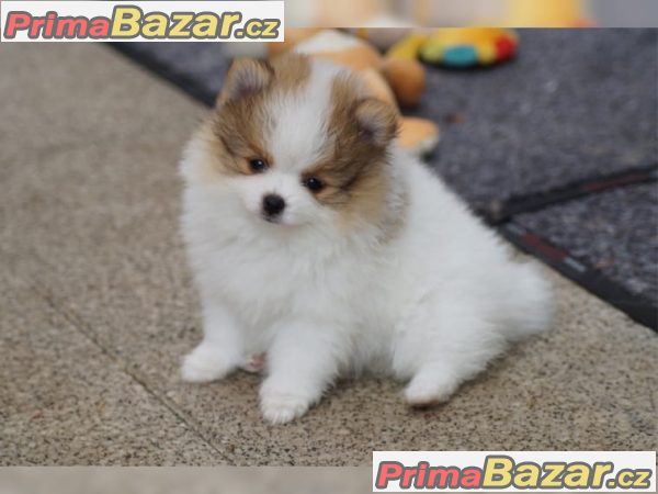 Pomeranian štenata – fotografie 4