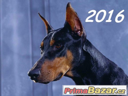 Kalendář Psi 2016 NOVÉ - začíná únorem – fotografie 1