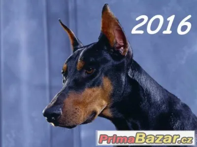 Kalendář Psi 2016 NOVÉ - začíná únorem
