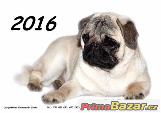 Kalendář Mopsíci 2016 - NOVÉ (dvouměsíční) – fotografie 1