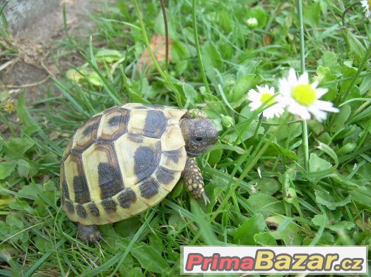 Suchozemská želva – fotografie 1