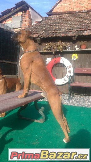 PEJSEK KE KRYTÍ – fotografie 4