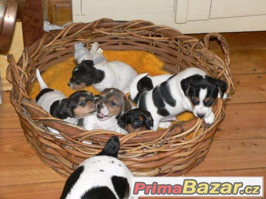 Prodám štěňátka Jack Russell Teriéra – fotografie 2