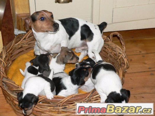 Prodám štěňátka Jack Russell Teriéra – fotografie 5