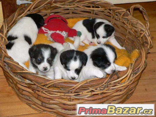 Prodám křížence Jack Russell T a bílého Německého Špice – fotografie 2