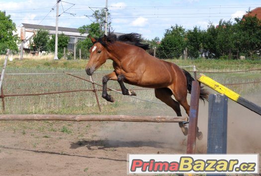 PRODÁM – fotografie 3