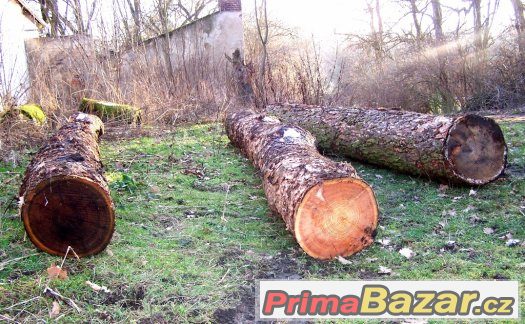 Palivové dřevo - surové kmeny – fotografie 3