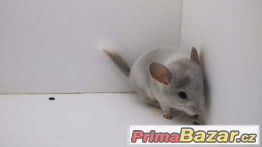 činčila - white violet sc – fotografie 3