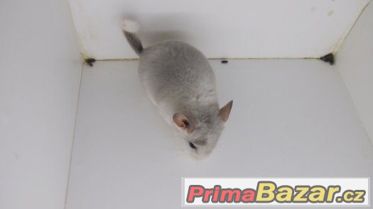 činčila - white violet sc – fotografie 4