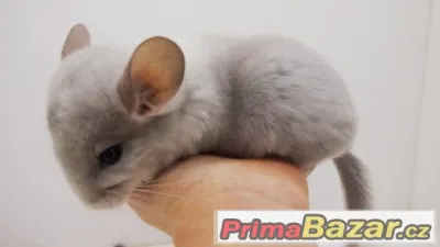 činčila - white violet sc