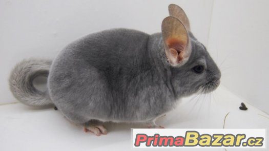 činčila - blue diamond – fotografie 3