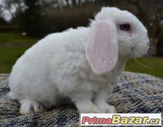 Zakrslý beránek rex s VP – fotografie 2