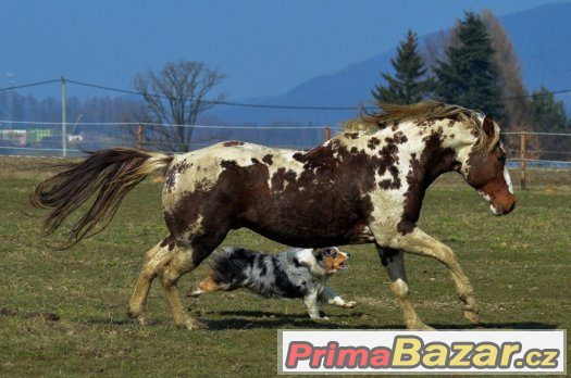 Připouštění homozygotním hřebcem APH – fotografie 1