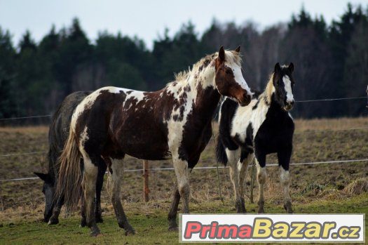 Připouštění homozygotním hřebcem APH – fotografie 2