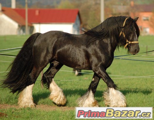 Připouštění Irský cob / tinker – fotografie 2