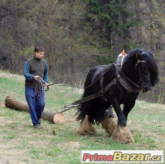 Připouštění Irský cob / tinker – fotografie 3